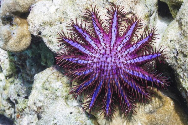 Crown-of-thorns starfish crown of thorns