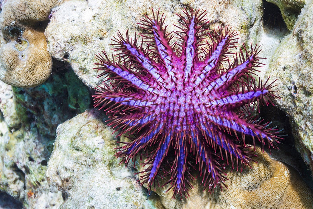 Crown-of-thorns starfish crown of thorns