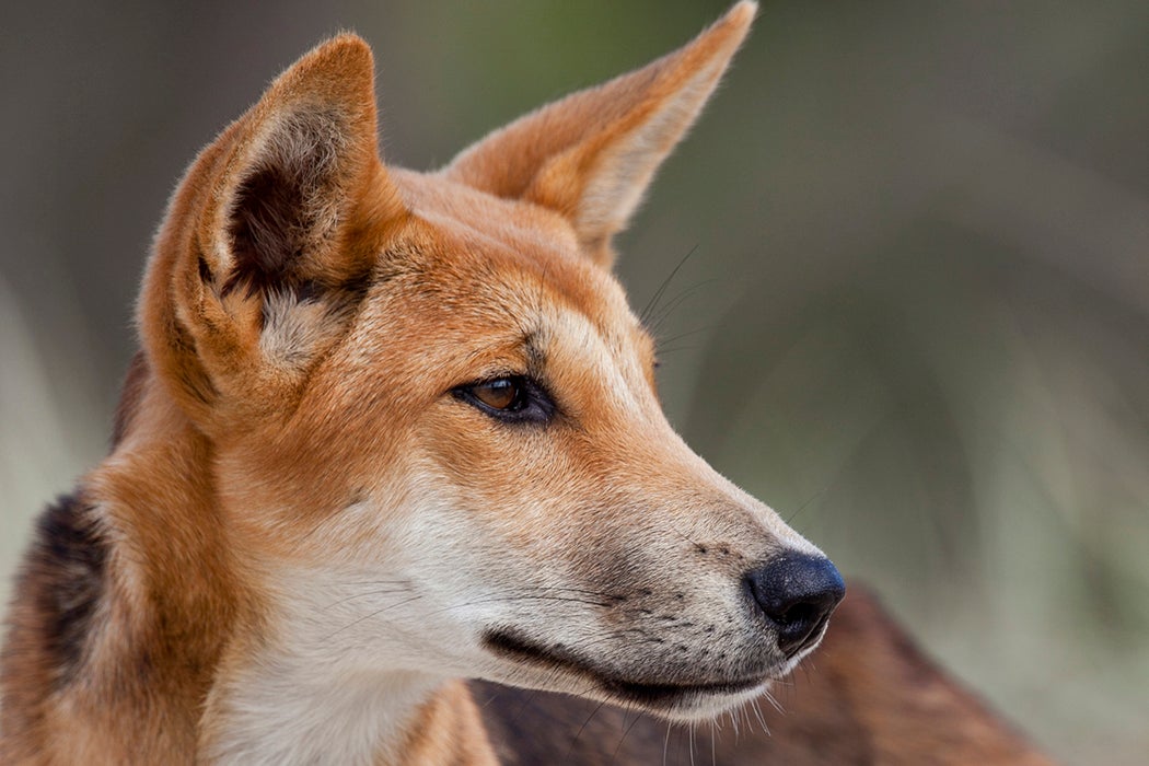 A wild dingo