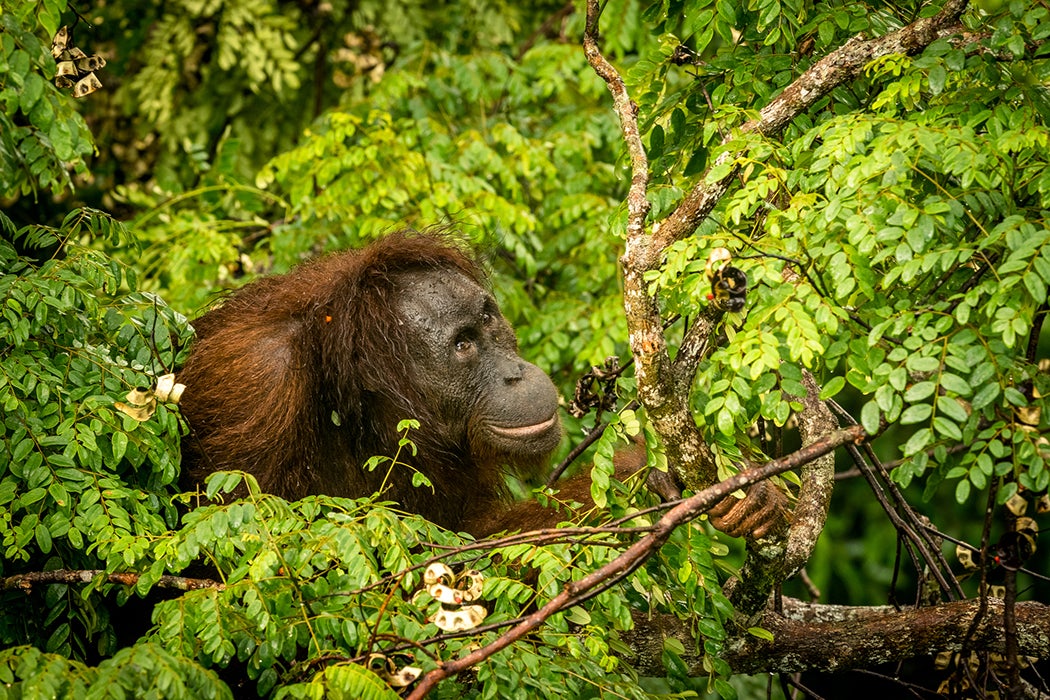Wild Orangutan Female Eating Red Berries