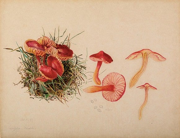 Beatrix Potter mushroom illustration