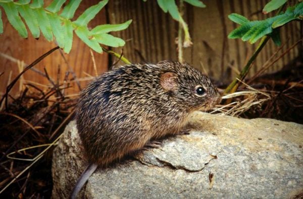 Cotton rat hantavirus