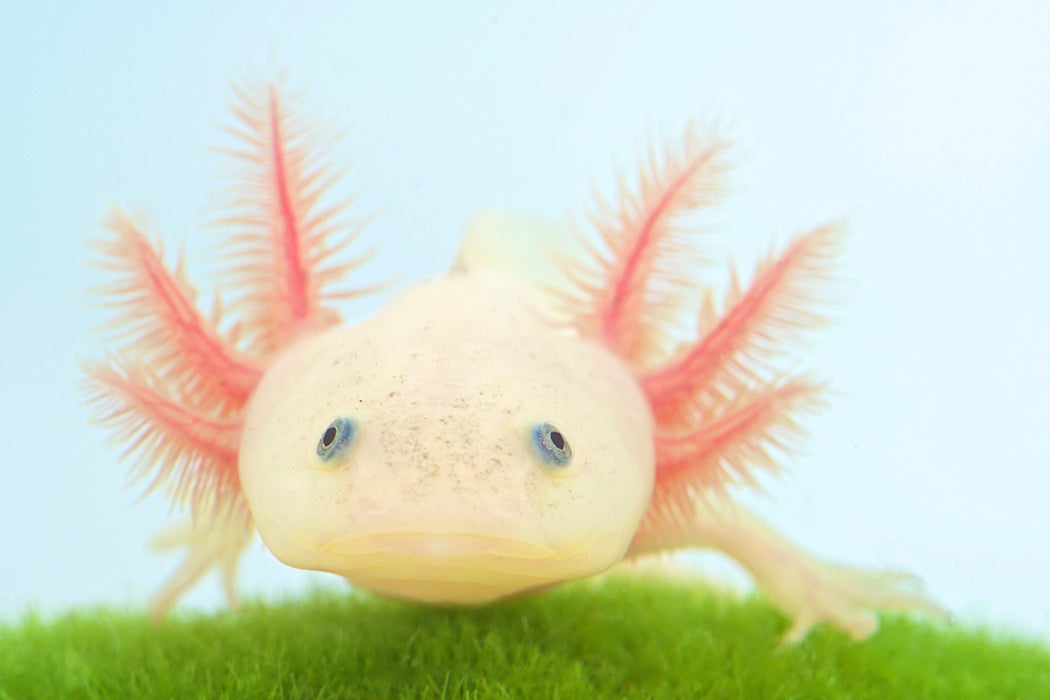 Some axolotls I made yesterday, because. they look cool!? The