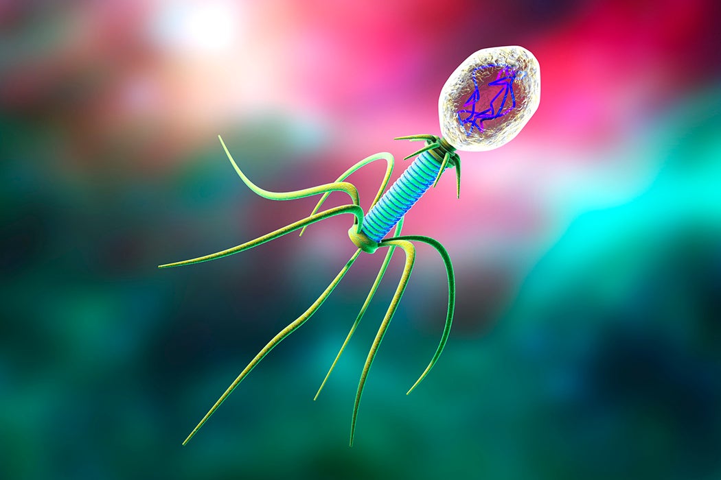 Bacteriophages are viruses that infect bacteria but are harmless