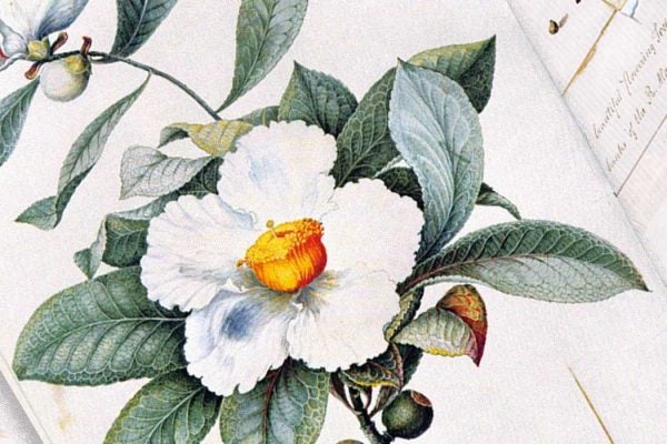 Illustration: a flower and leaf of the Franklinia alatamaha by William Bartram (1782)

Source: https://en.wikipedia.org/wiki/Franklinia#/media/File:William_Bartram01.jpg
