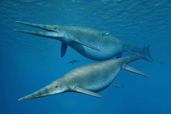 Two ichtyosauruses swimming in the ocean