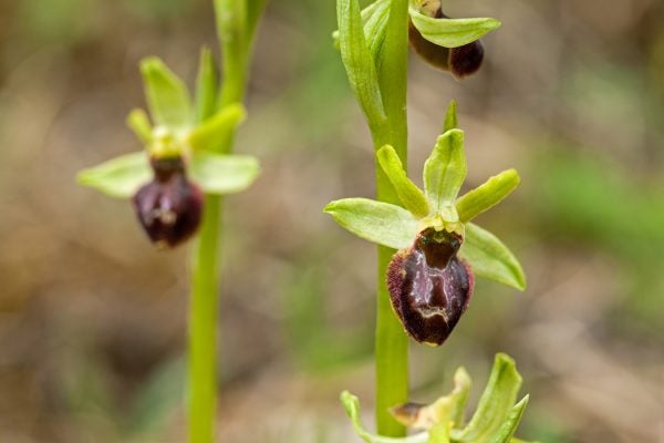 Early Spider Orchid (Ophrys sphegodes)