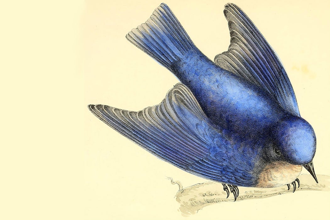 Susan Fenimore Cooper bluebird