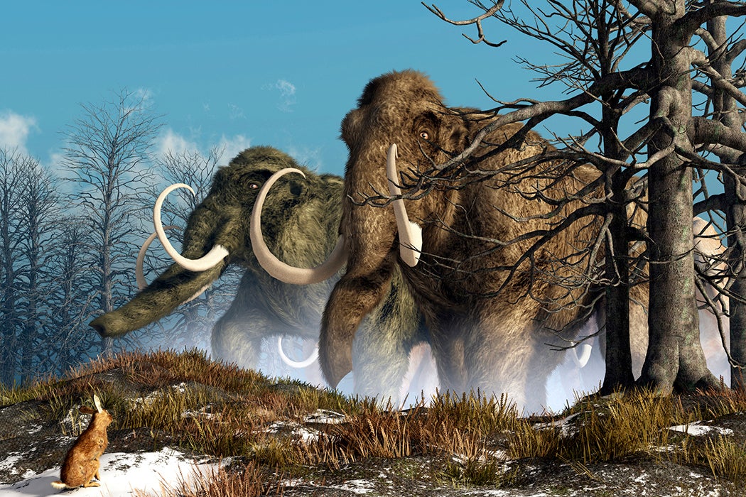 What Really Happened To The Megafauna JSTOR Daily What Really Happened To The Megafauna JSTOR Daily