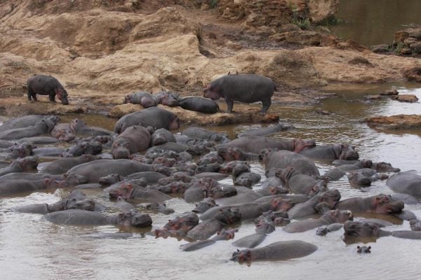 A bloat of hippos in a watering hole