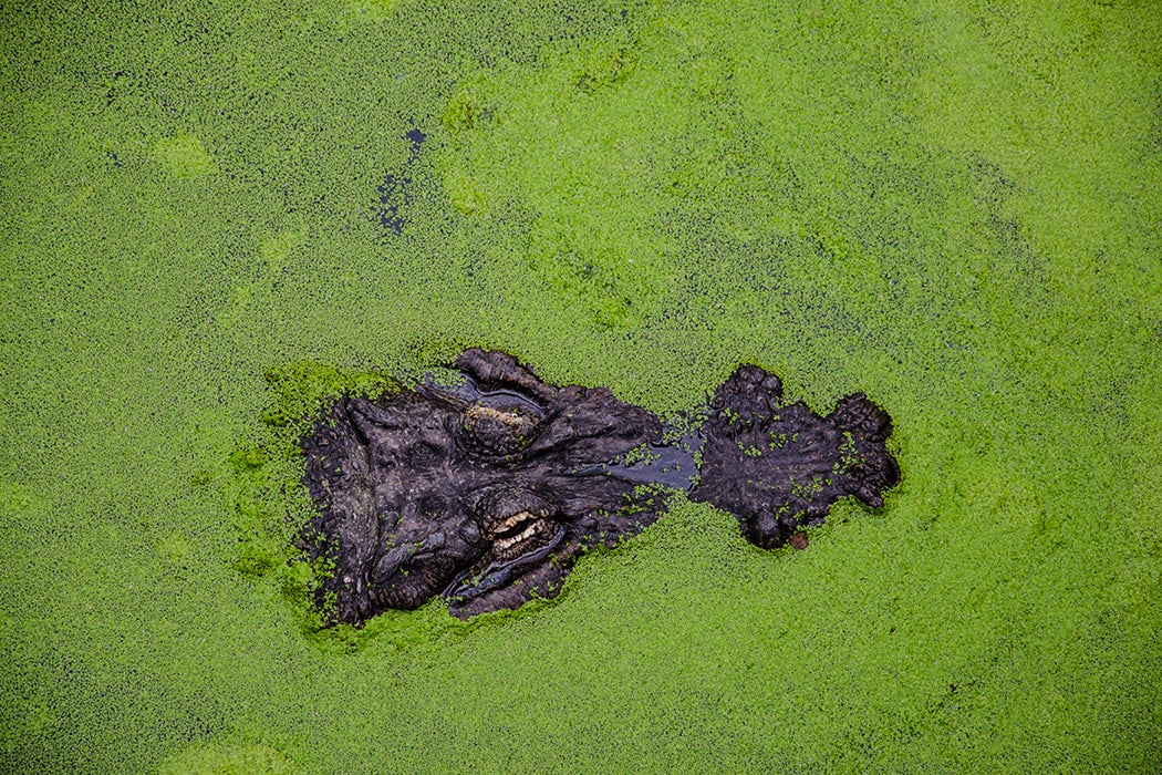 Crocodile in algae