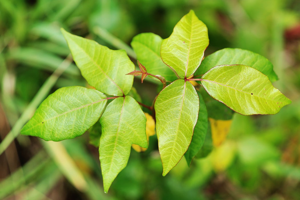 poison ivy plant images