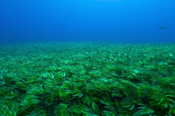 seagrass in blue ocean