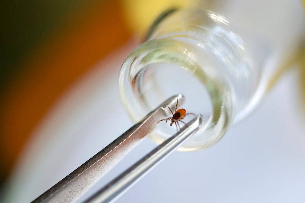 A pair of tweezers removing a tick