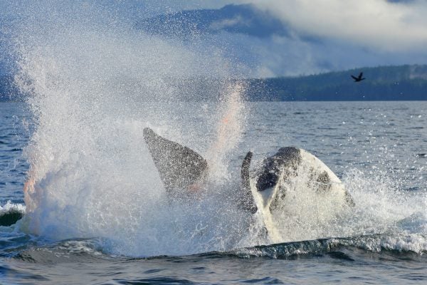 Do Dolphins And Orcas Really Kill Their Young Jstor Daily - 