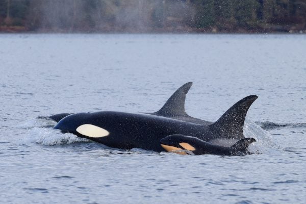 A pod of orcas swimming in the ocean