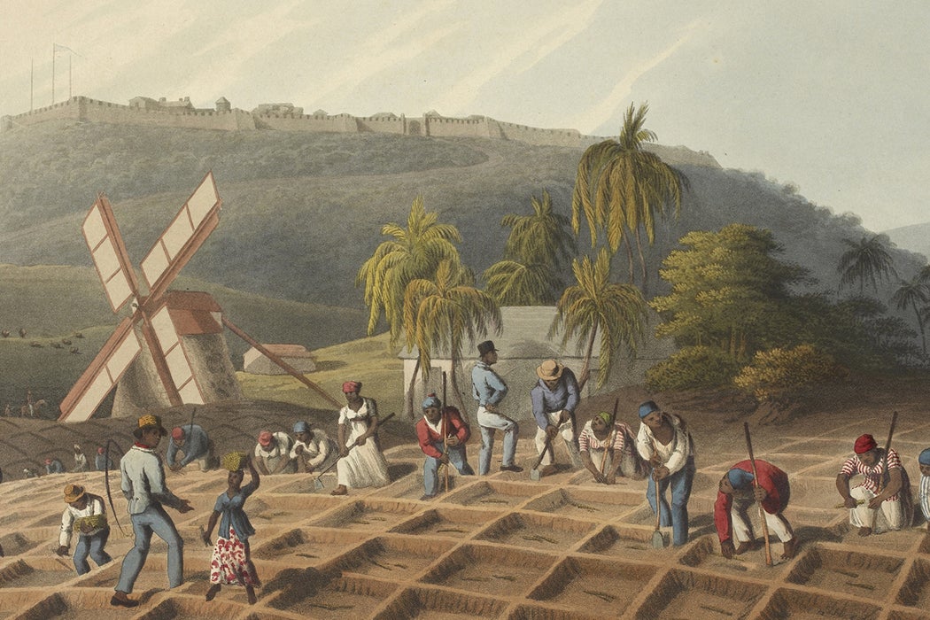 Antigua sugar cane slavery