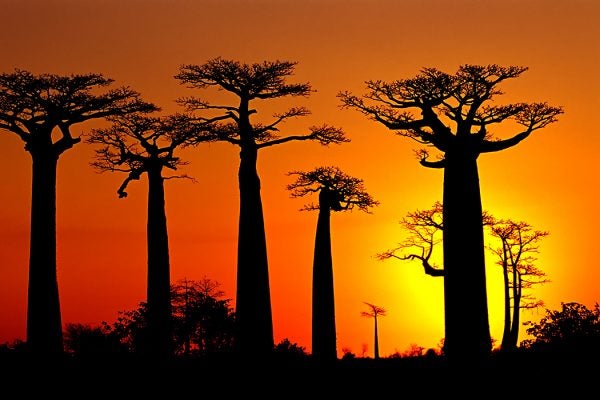 During late twilight in the Baobab trees