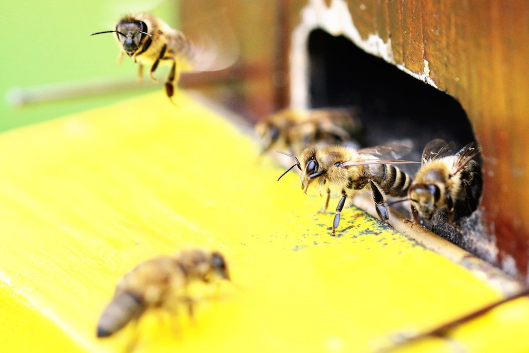 Close-Up Of Bees In Hive