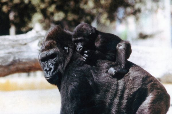 Koko the Gorilla and mother Jackie