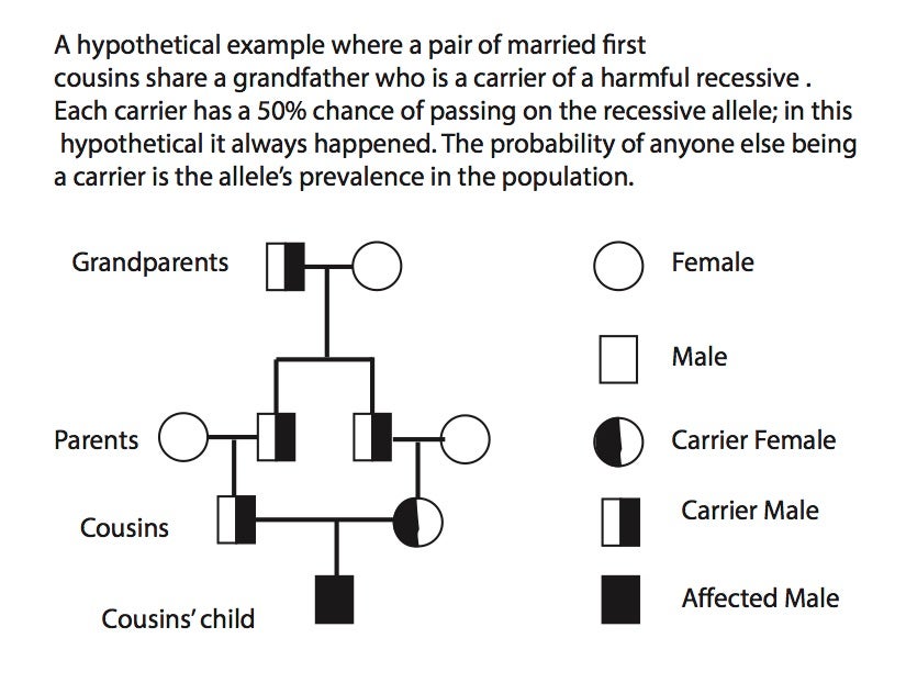 cousin pedigree