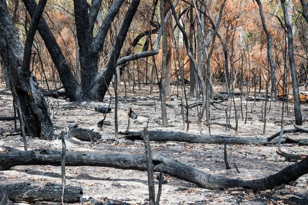 Severely burnt forest after Grampians wildfire