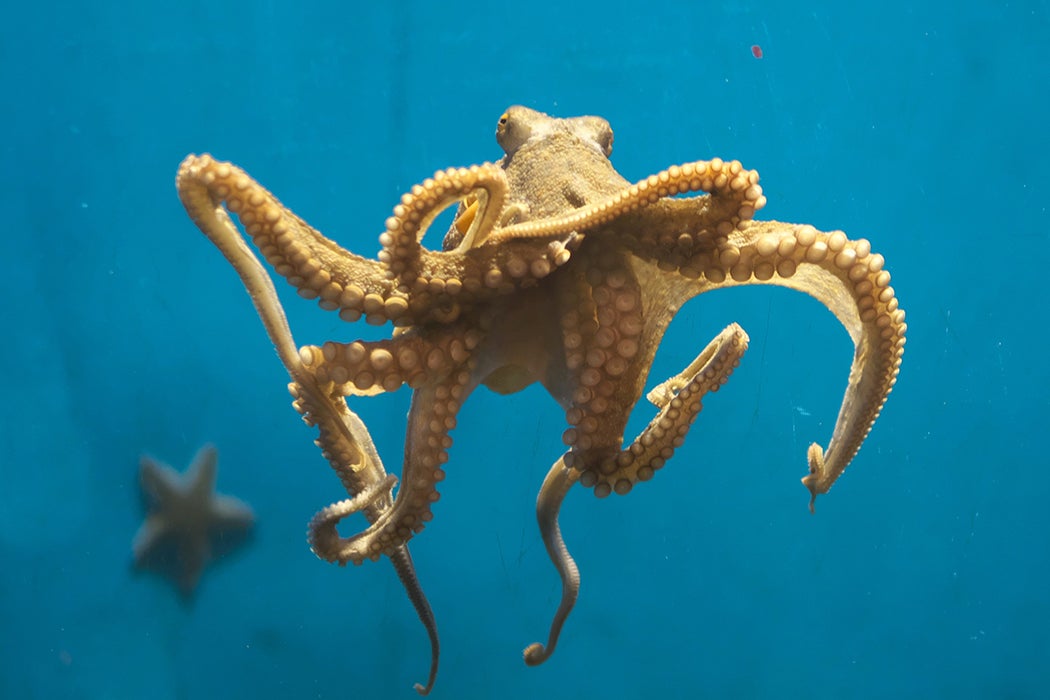 Octopus Swimming In Sea