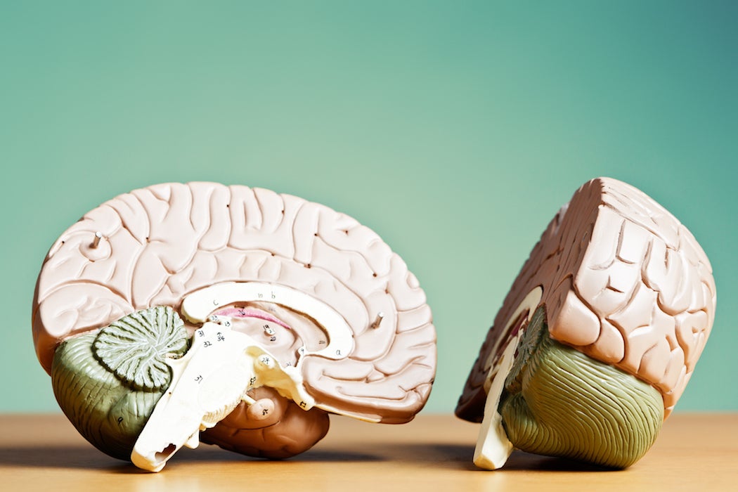 The two halves of a medical model of a human brain.