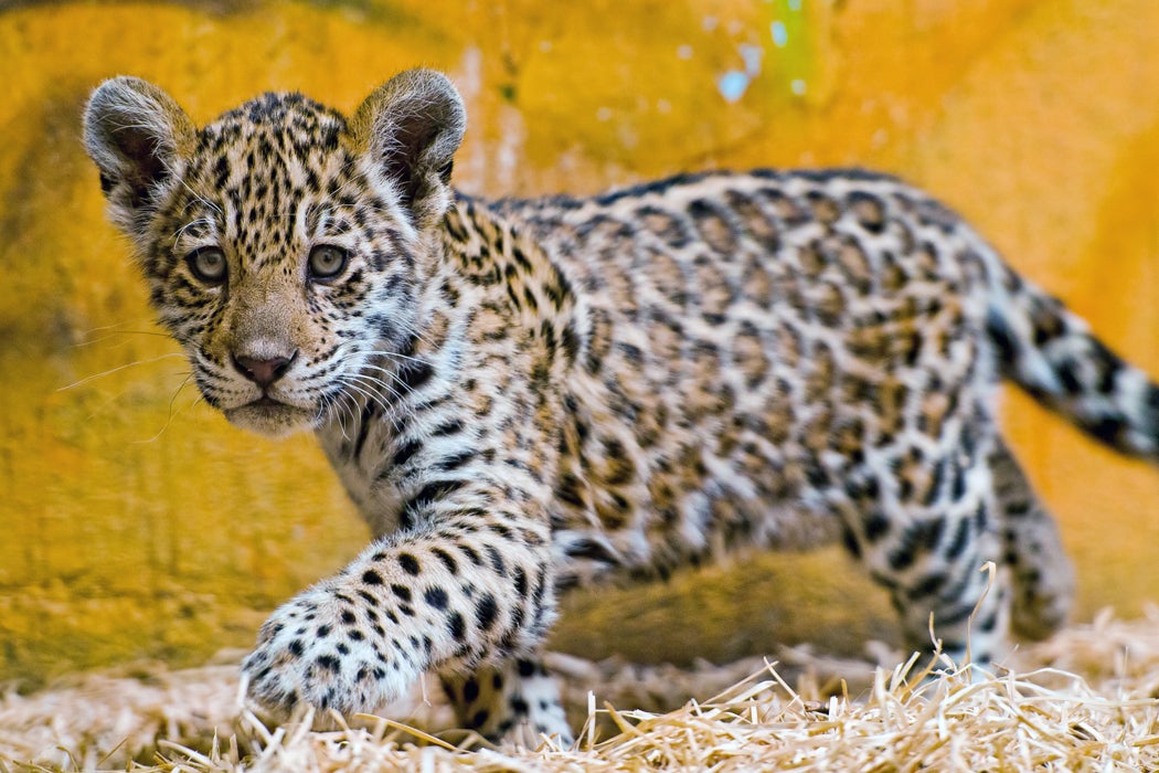A cute female jaguar cub walking in the hay and looking at the camera