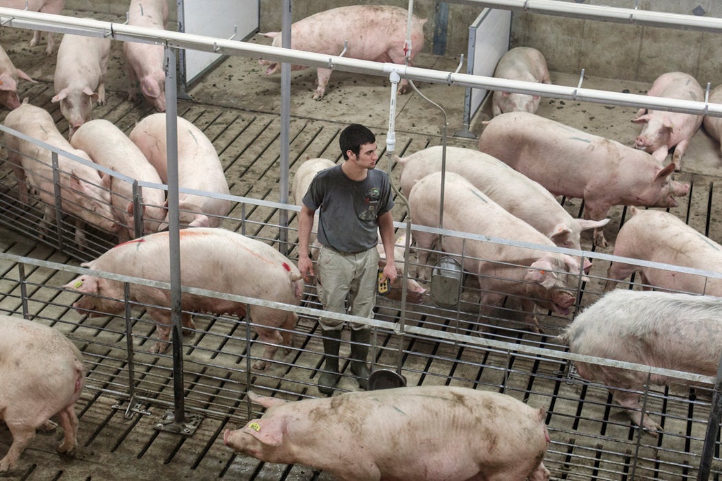 A man standing in a pig pen facility