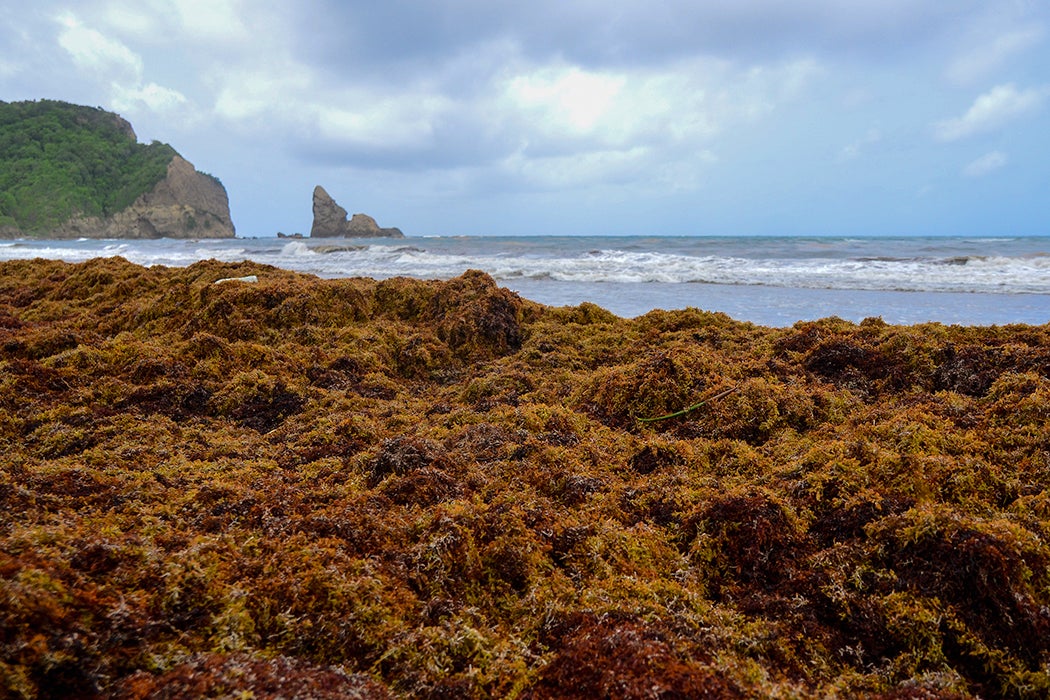 sargassum seaweed dumped on beach