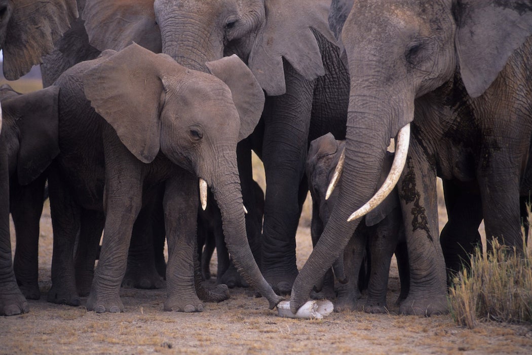 A family of elephants around a broken ivory tusk