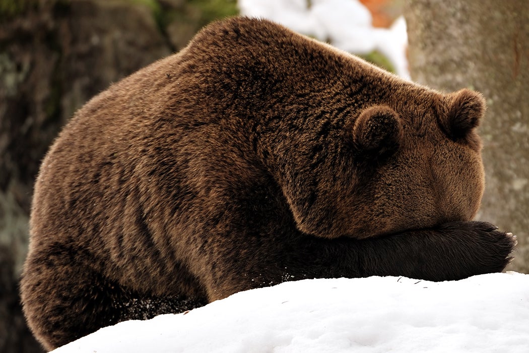 Bear preparing to hibernate