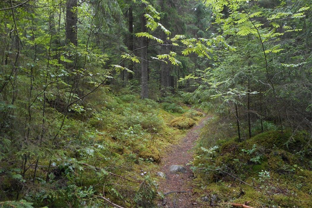 A trail near Tampere, Finland.