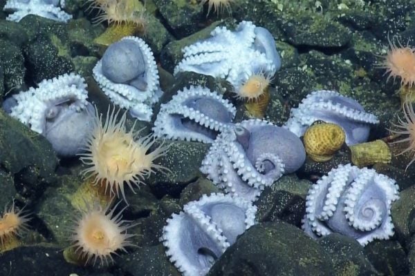 A cluster of deep sea octopus Muusoctopus robustus.