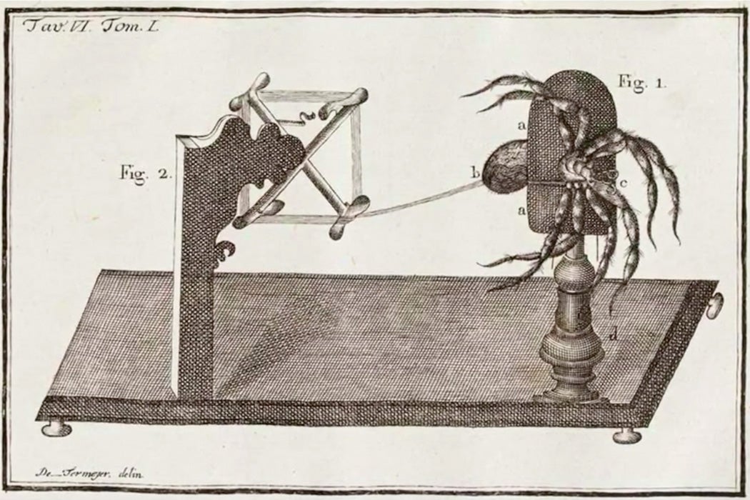 A contraption used to extract the silk from a spider
