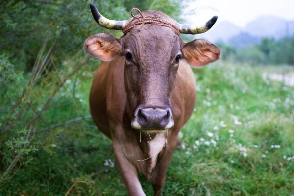 A cow in a field