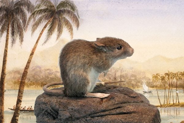 A Polynesian rat