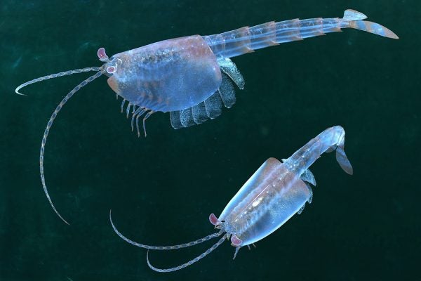 Restoration of Burgess Shale fossil arthropod Waptia fieldensis