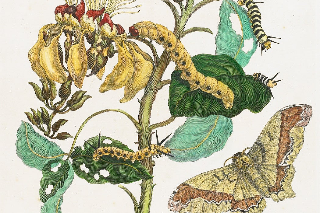 A plate from Metamorphosis Insectorum Surinamensium, by Maria Sibylla Merian