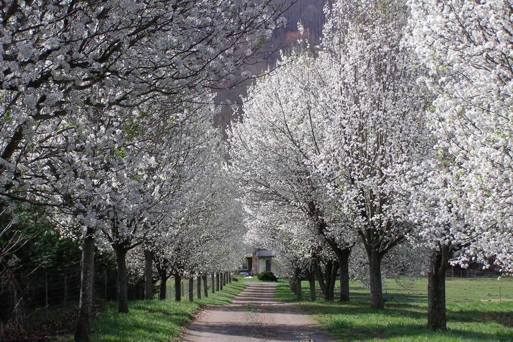 Callery Pear Trees in bloom