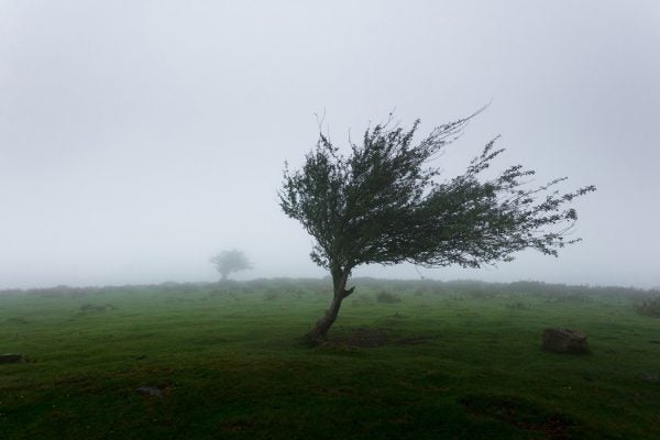 A tree with branches blown sideways by wind