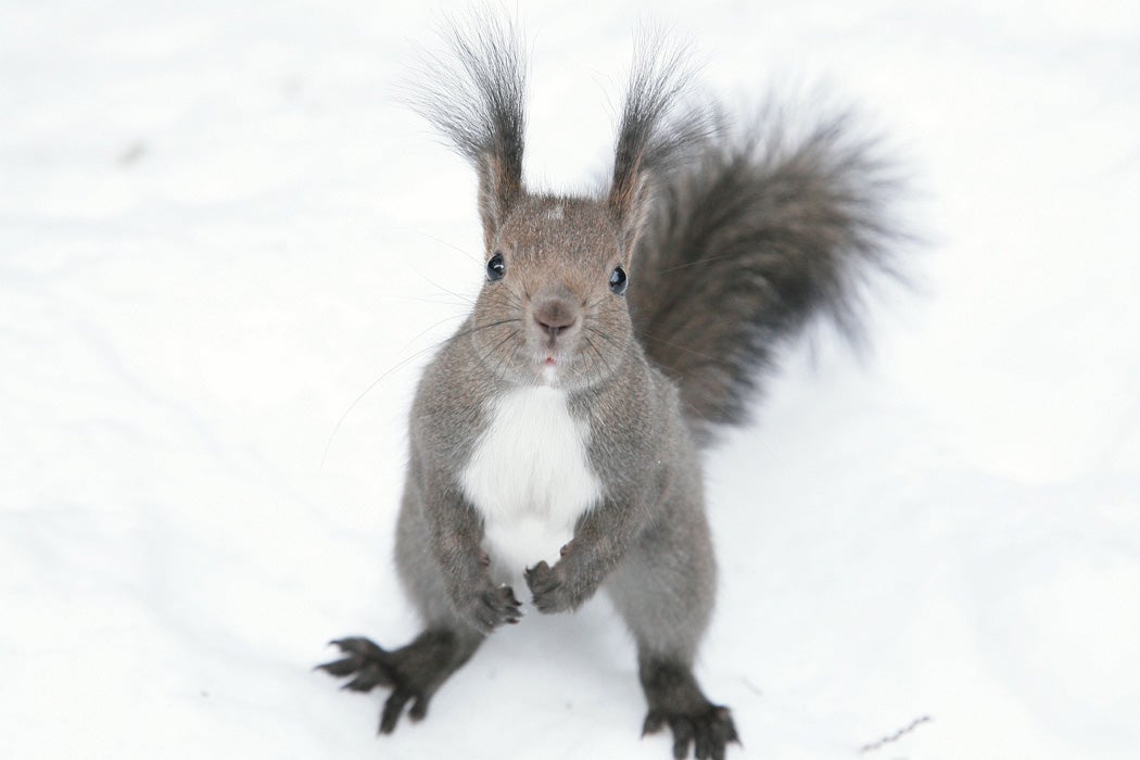 A squirrel in the snow