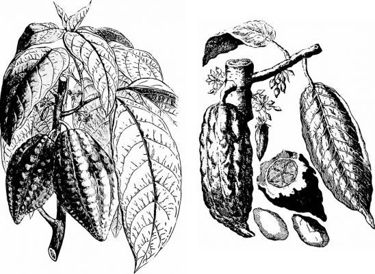 Cacao pods and leaves