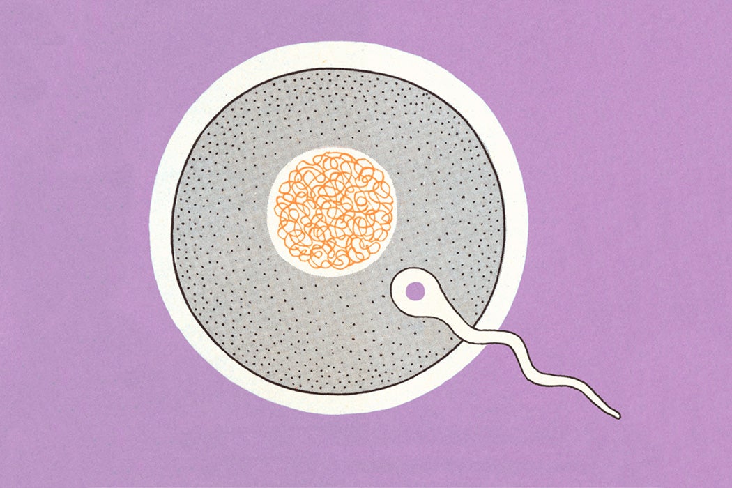An illustration of a sperm and an egg