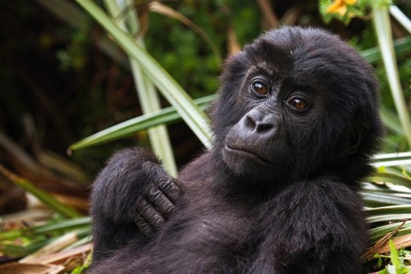 An Eastern Lowland Gorilla infant
