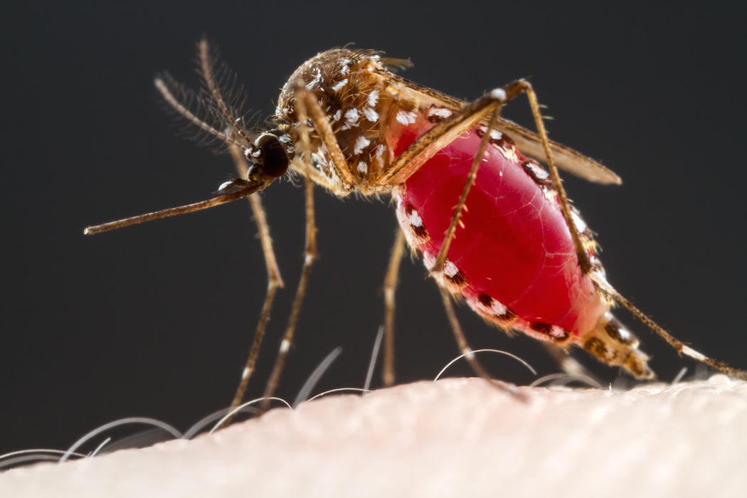 Female Mosquito filled with blood