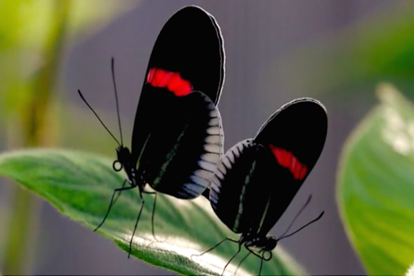 Two winged insects mating