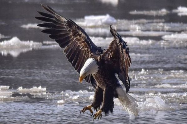 Bald Eagle going after a fish above an icy lake
