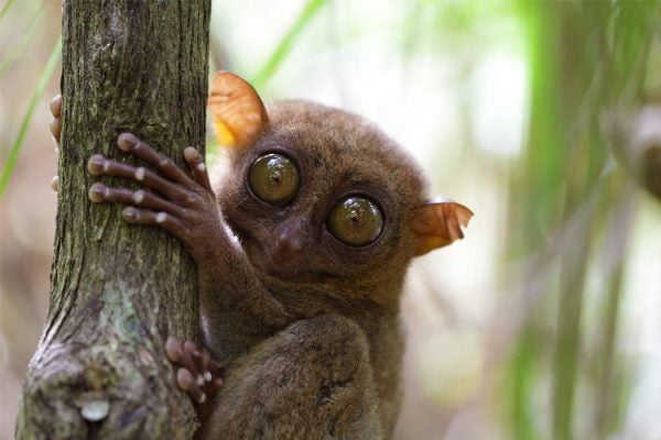 A tarsier